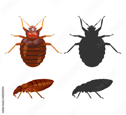 Bed Bugs - Genus Cimex - Stock Illustration