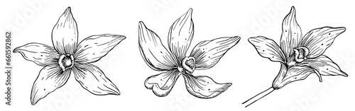 Vanilla Flowers set. Hand drawn vector illustration of orchid plants on white isolated background. Linear drawing of herbal ingredient for cooking or aroma flavor. Etching of Floral bundle.