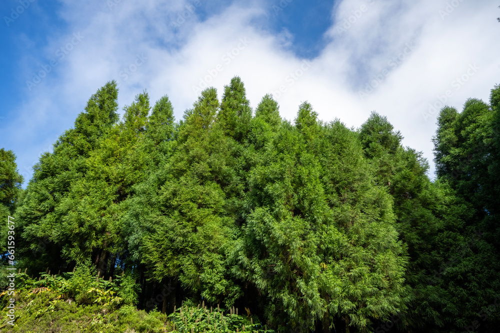 Lush forest of Sao Miguel with trees reaching high into the sky