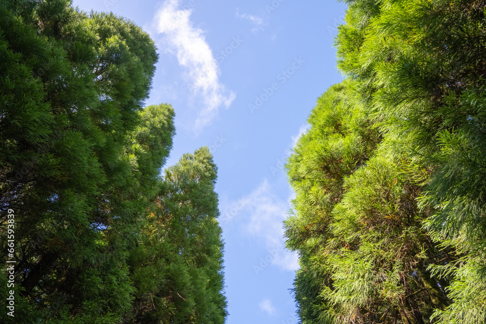Lush forest of Sao Miguel with trees reaching high into the sky Lush forest of Sao Miguel with trees reaching high into the sky