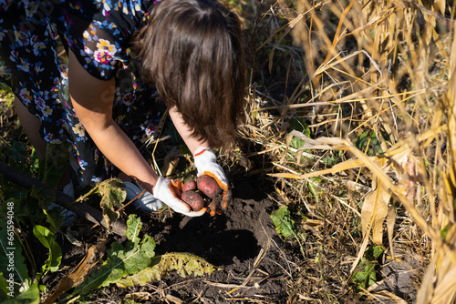 unrecognizable person bending and choosing seed potatoes from wicker basket while standing on agriculture field with green plants