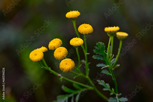 Tansy // Rainfarn, Wurmkraut (Tanacetum vulgare) photo