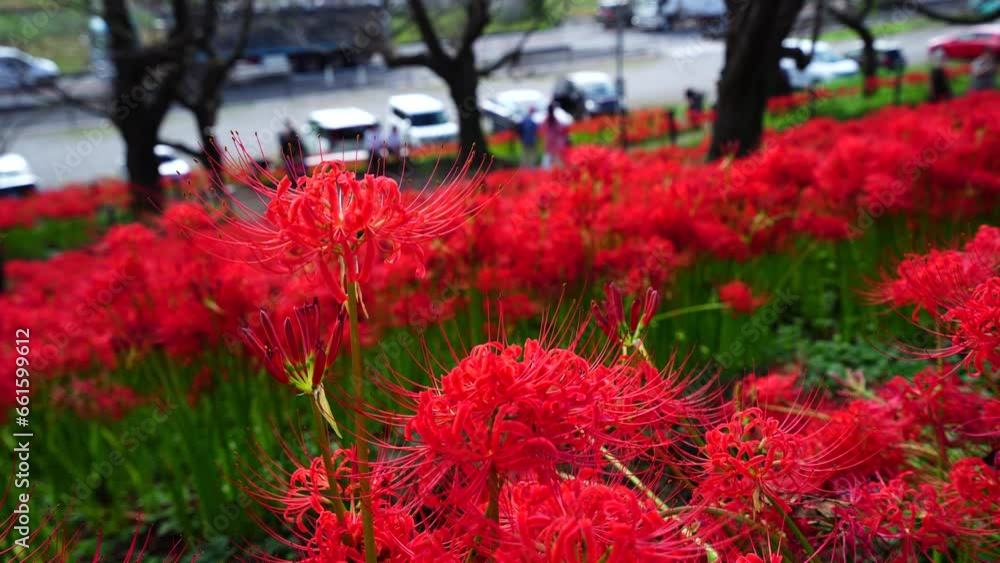 Gongendo park spider lily festival 2023 5 shots Gongendo park spider lily festival 2023 5 shots