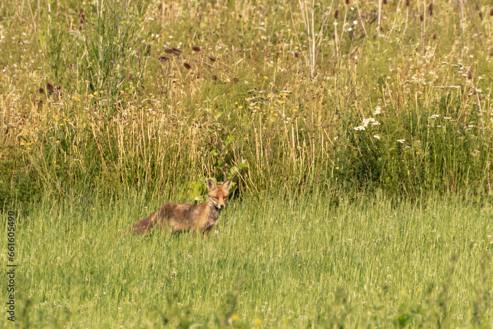 Fuchs vor hohem Gras Fuchs vor hohem Gras