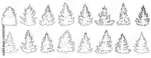 Set of fir trees for architecture and landscape design, contour. Vector illustration