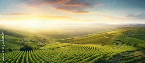 Stunning sunrise over scenic countryside vineyards With copyspace for text