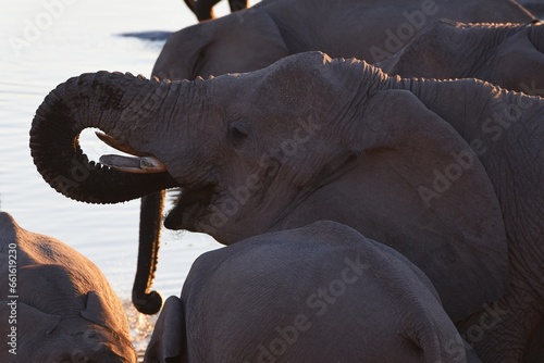 Afrikanische Elefanten trinken am Wasserloch bei Halali  im Etoscha Nationalpark in Namibia.