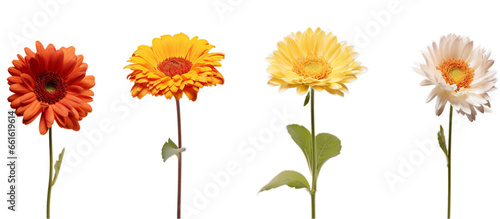 Four colorful flowers arranged in a beautiful composition