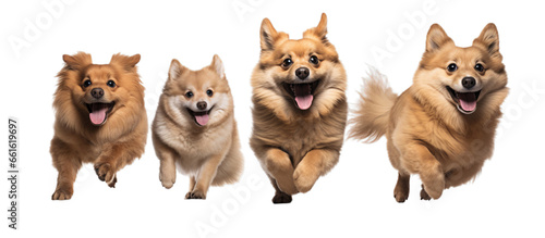 Three dogs leaping through the air in a playful motion