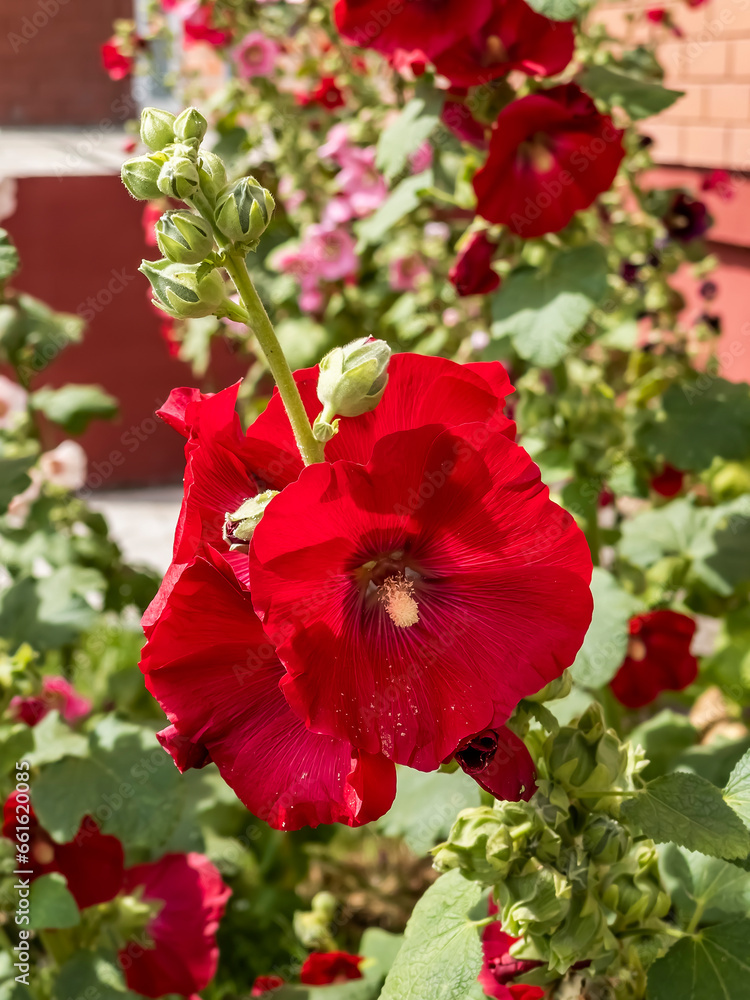 Flowers in an urban environment. blooming mallow near house