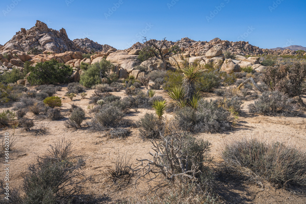 hiking the lost horse mine loop trail in joshua tree national park, california, usa hiking the lost horse mine loop trail in joshua tree national park, california, usa
