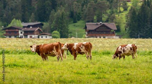 Red cows graze on a spring alpine meadow