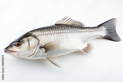 A pristine sea bass, isolated against a clean white background