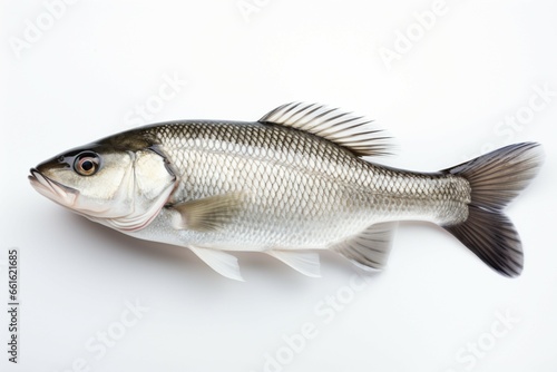 A pristine sea bass, isolated against a clean white background