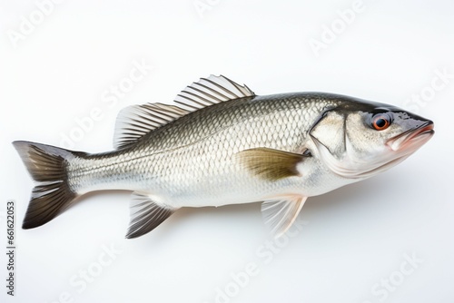 An isolated sea bass, highlighting its natural beauty on a white surface