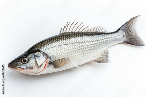 An isolated sea bass, highlighting its natural beauty on a white surface