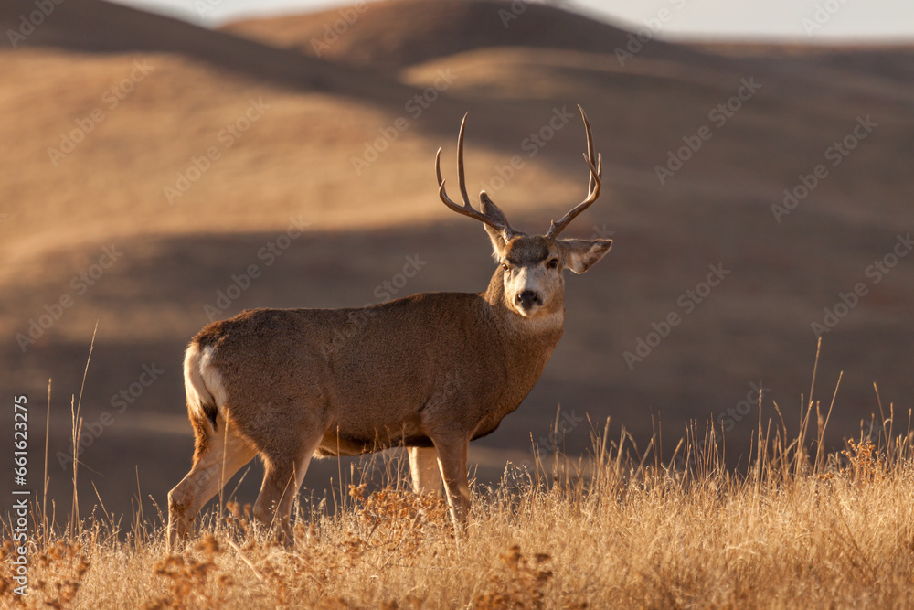 Obraz premium Mule Deer buck during the rut