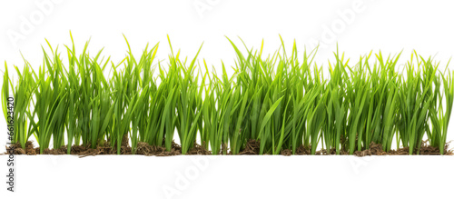 A row of vibrant green grass on a clean white background