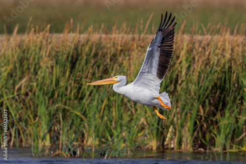 American White Pelican taking off in flight with reeds in background