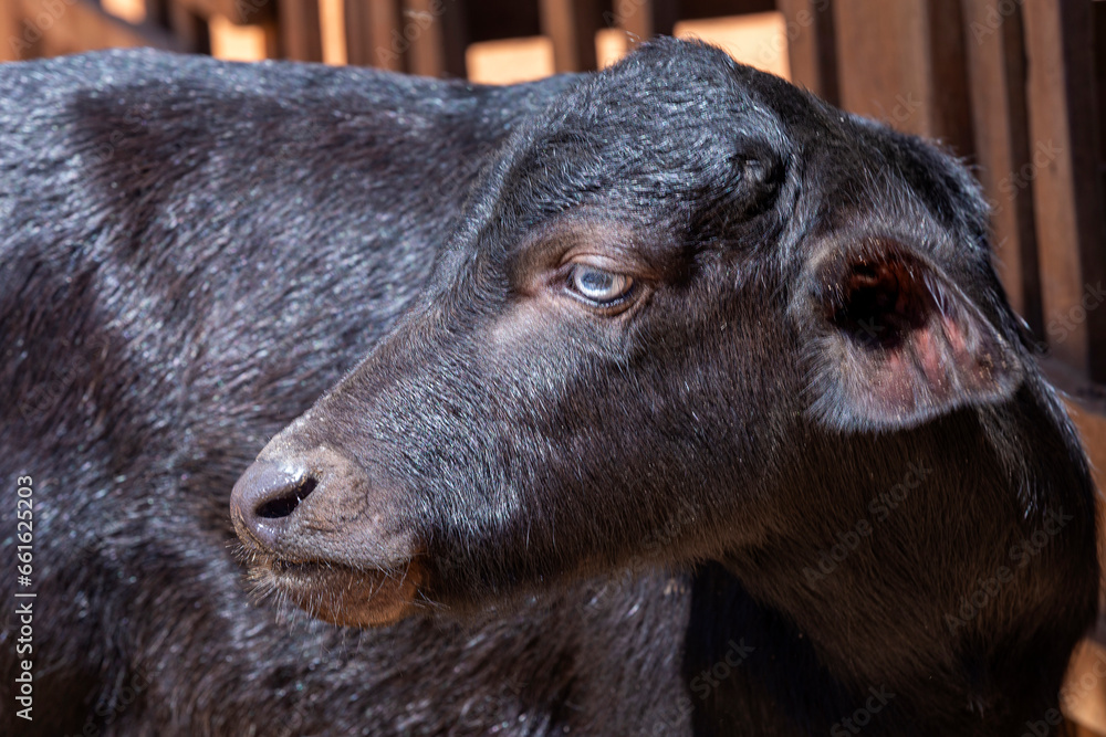 A close up of a black buffalo calf. Minas Gerais, Brazil