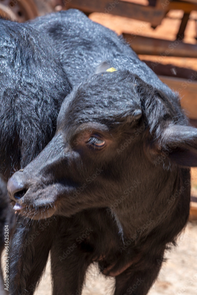 A close up of a black buffalo calf. Minas Gerais, Brazil A close up of a black buffalo calf. Minas Gerais, Brazil