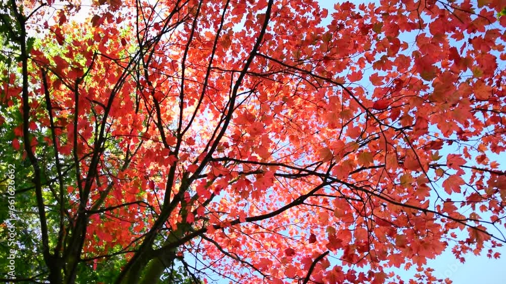 Beautiful red maple tree in autumn garden, blue clear sky. Calm scene, sunny day, parks, fall, botany, leafs, leaf, reds, color, nature, branch, trees, dry, park, up, pan, view, hd. ProRes 422 HQ. Beautiful red maple tree in autumn garden, blue clear sky. Calm scene, sunny day, parks, fall, botany, leafs, leaf, reds, color, nature, branch, trees, dry, park, up, pan, view, hd. ProRes 422 HQ.