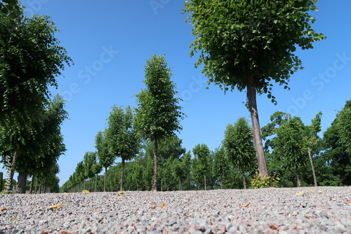 Photography Alley of trees inside drottningsholm castle in Stockholm