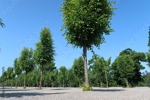 Photography Alley of trees inside drottningsholm castle in Stockholm