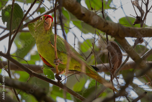 Crimson-fronted Parakeet, Psittacara finschi, Perico Frentirrojo photo