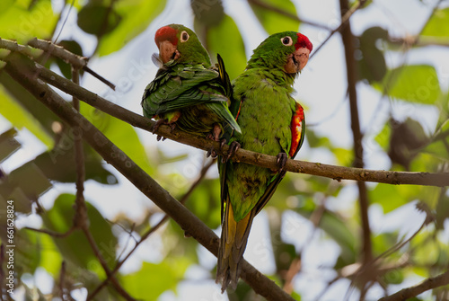 Crimson-fronted Parakeet, Psittacara finschi, Perico Frentirrojo photo