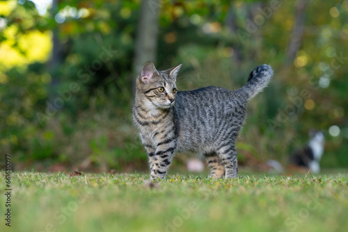 Cute tabby cat in a yard