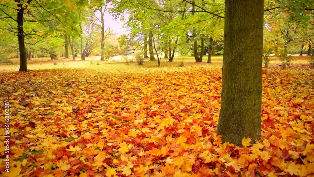 Beautiful autumns maple tree, golden dry leafs. Calm scene, day, forest, parks, park, fall, leaf, gold, yellow, color, nature, branch, trees, trunk, field, motion, slider, pan, view, hd. ProRes 422 HQ Beautiful autumns maple tree, golden dry leafs. Calm scene, day, forest, parks, park, fall, leaf, gold, yellow, color, nature, branch, trees, trunk, field, motion, slider, pan, view, hd. ProRes 422 HQ