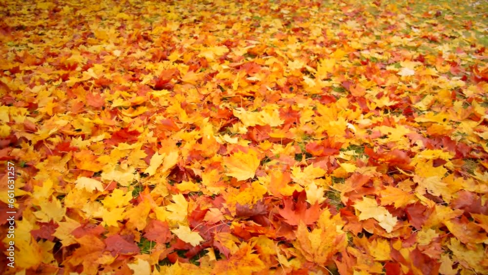 Beautiful autumns golden maple dry leafs. Calm scene, day, forest, parks, park, fall, fallen, leaf, brown, gold, yellow, color, nature, branch, trees, trunk, field, motion, pan, view,hd. ProRes 422HQ Beautiful autumns golden maple dry leafs. Calm scene, day, forest, parks, park, fall, fallen, leaf, brown, gold, yellow, color, nature, branch, trees, trunk, field, motion, pan, view,hd. ProRes 422HQ