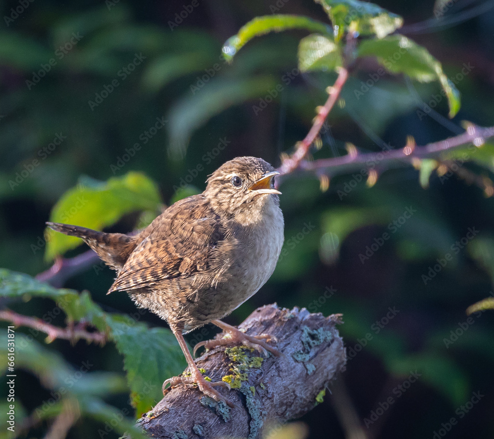 Fototapeta premium The Eurasian wren is one of the smallest and most elusive birds, with a melodious song and a strict insectivore.
