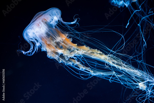 beautiful colorful jellyfish medusa swim underwater in ocean or zoo