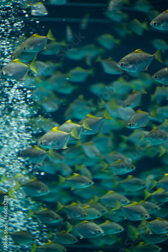 school of fish in aquarium or in nature sea or ocean underwater