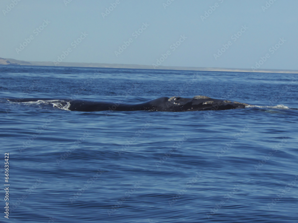 Sur Argentino Sur Argentino