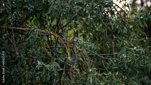 Wallpaper Mural Crested tit perched on a branch in Madrid Torontodigital.ca