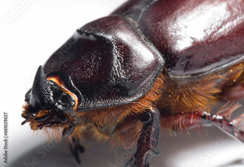 European rhinoceros beetle (Oryctes nasicornis) is a large flying beetle belonging to the subfamily Dynastinae. Imago, recessive, submissive male. © Piotr