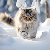Siberian cat walks in the snow in winter. Outdoor.