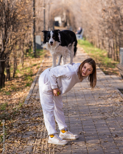 Black and white border collie dog stands on the back of the mistress on a walk in the autumn park. 