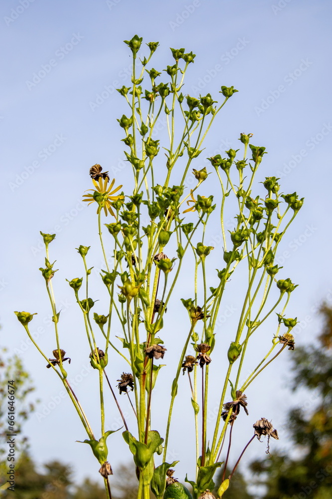 Obraz premium Silphium asteriscus