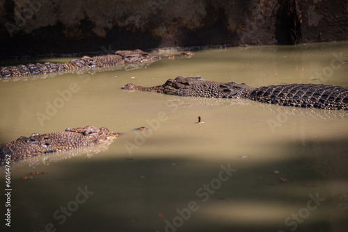 The saltwater crocodile, Crocodylus porosus is a crocodilian native to saltwater habitats and brackish wetlands