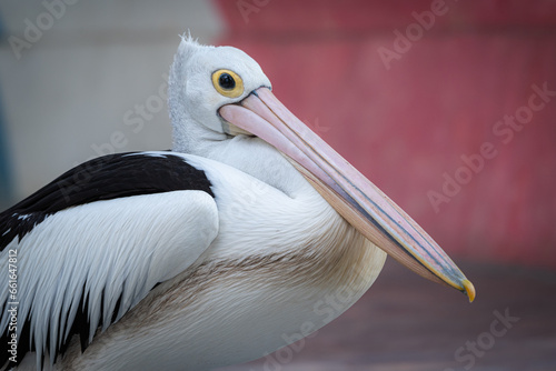The Australian pelican, Pelecanus conspicillatus is a large waterbird in the family Pelecanidae