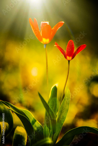Spring floral background. First spring flowers. Flowers in spring. HDR Image (High Dynamic Range).