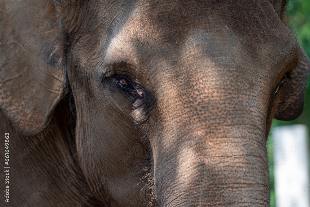 Fototapeta premium Close up of The Sumatran elephant, Elephas maximus sumatranus is recognized subspecies of the Asian elephant, and native to the Indonesian island of Sumatra 