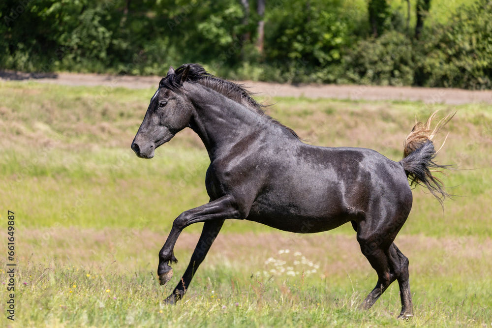 Junger Andalusier im Galopp Junger Andalusier im Galopp