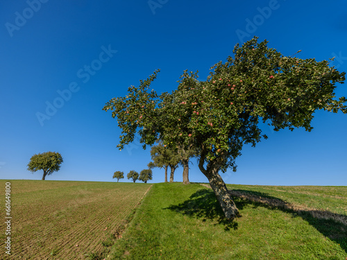 Apfelbaum im Mostiertel, Ybbstal, Niederösterreich photo