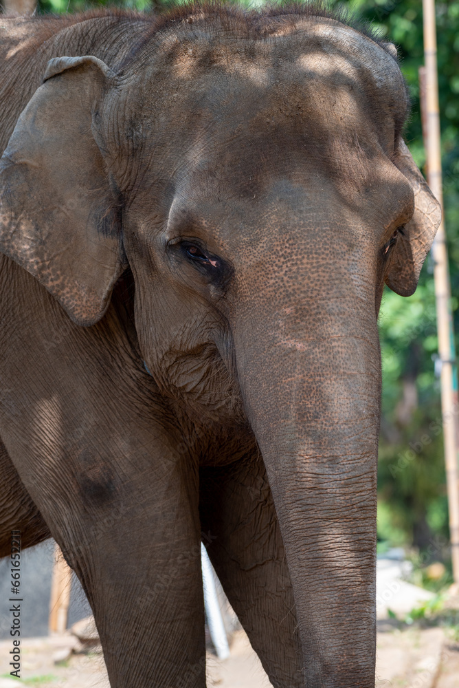 Close up of The Sumatran elephant, Elephas maximus sumatranus is recognized subspecies of the Asian elephant, and native to the Indonesian island of Sumatra Close up of The Sumatran elephant, Elephas maximus sumatranus is recognized subspecies of the Asian elephant, and native to the Indonesian island of Sumatra