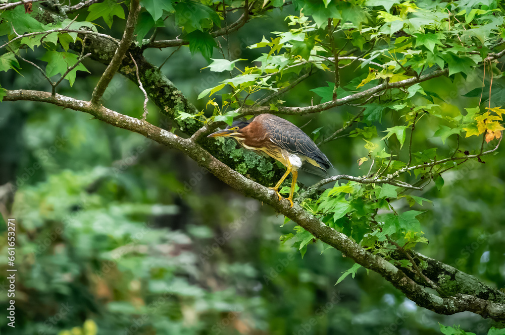 Green Heron hunting insects from a tree limb in a park in Rome Georgia.